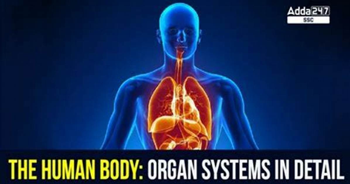 The Uncover: the Human Body's Largest Internal Organ