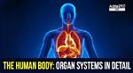 The Uncover: the Human Body's Largest Internal Organ