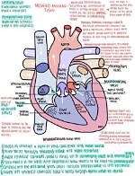 The Vital Vessels: Understanding Arteries and How Blood Travels Away from the Heart
