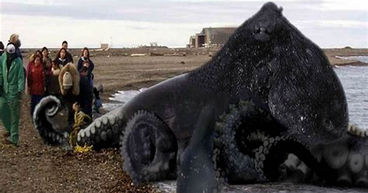 This Is the Biggest Octopus Ever Caught on Camera ·