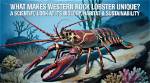 Timeline of Rock Lobster Release