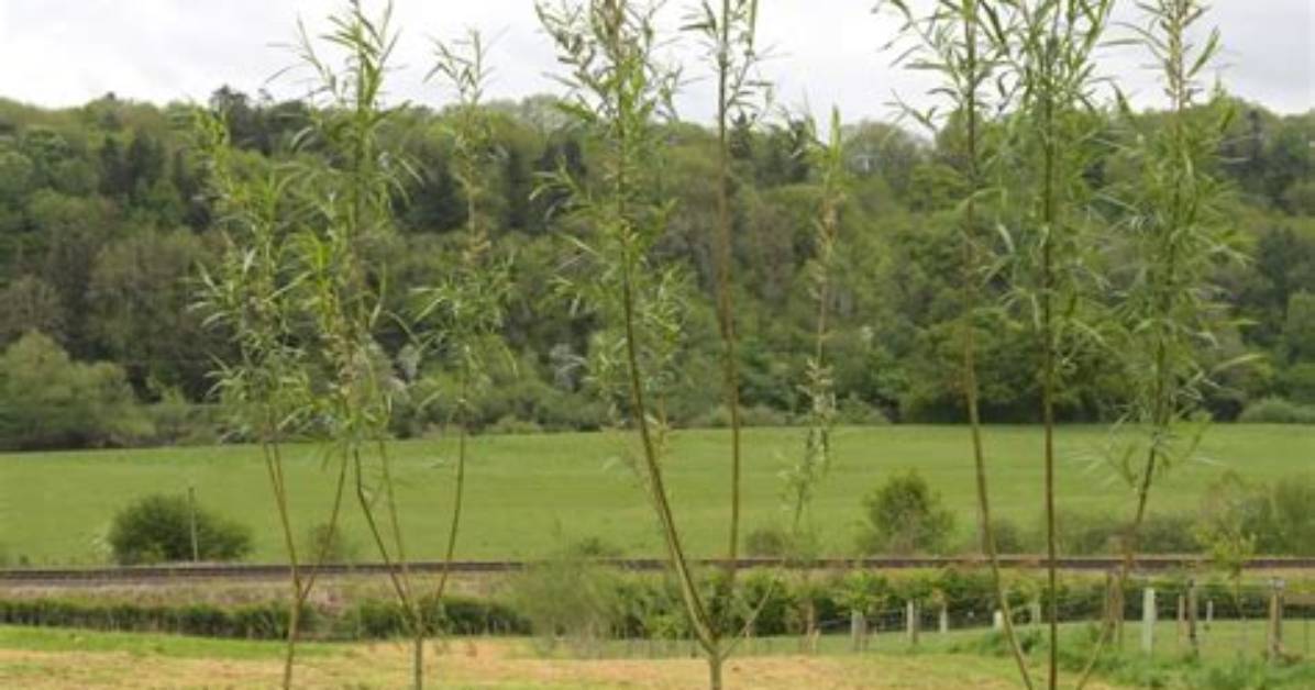 Tips on Growing Willow Saplings in Old School Runescape