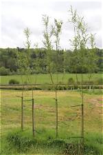 Tips on Growing Willow Saplings in Old School Runescape