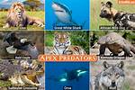 Top Predators: Animals Known to Hunt Humans