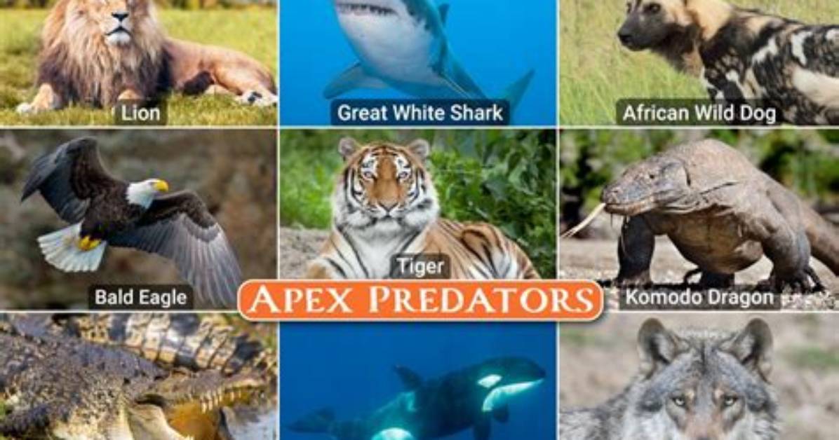 Top Predators: Animals That View Humans as Prey