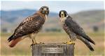 Ultimate Guide: Monitor Serps Like a Hawk with Effective Tools