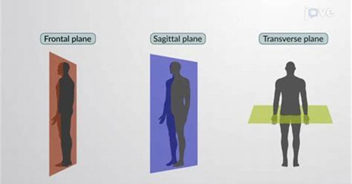 Ultimate Guide to Sagittal Vs. Midsagittal: Understanding the Anatomical Plane Distinction