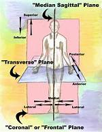 Ultimate Guide to the Median Sagittal Plane: Anatomy, Functions, and Significance