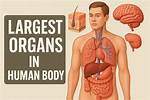 Uncover the Largest Organ in Your Body: the Amazing Truth