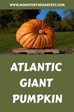 Uncover the Secrets of Giant Pumpkin Cultivation with Luke Mccrea, the Nixa Maestro