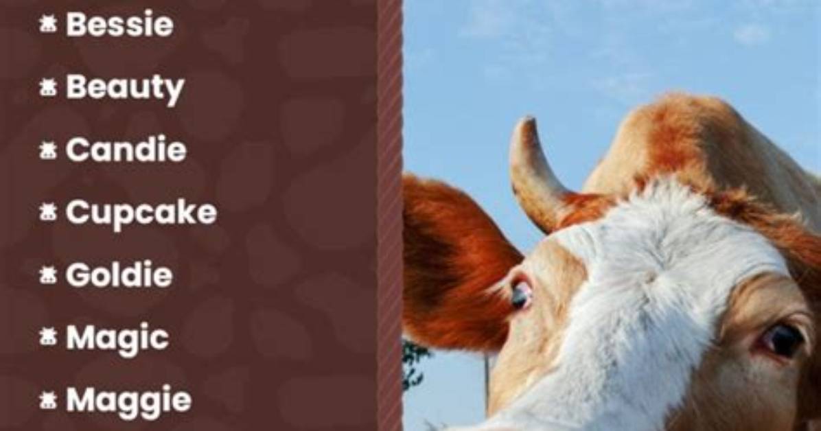 Uncover the Unique Names of Cows at the State Fair: a Comprehensive List