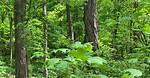 Uncovering the Rainfall Patterns in Deciduous Forests