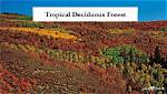 Uncovering the Weather Dynamics of Deciduous Forests