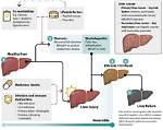 Understanding Mouth Sores and Elevated Liver Enzymes: Causes and Treatment