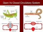 Understanding the Open Circulatory System: a Unique Mechanism