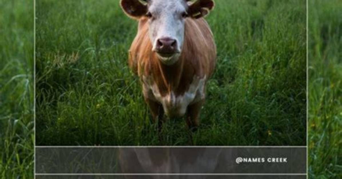 Unforgettable Mistake: Cow Given Offensive Name