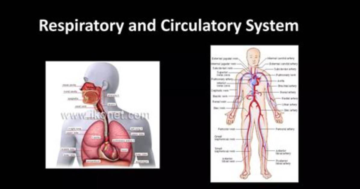 Unlocking the Connection: How Respiratory and Circulatory Systems Collaborate