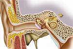 Unlocking the Ear's Marvels: Understanding Its Vital Functions