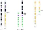 Unraveling the Chromosomal Blueprint: Uncovering the Number of Chromosomes in a Human Body Cell