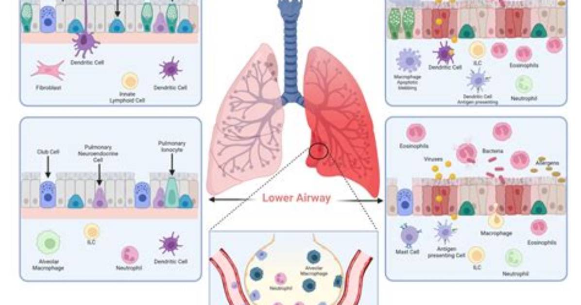 Unraveling the Interplay: How the Respiratory and Circulatory Systems Work Together