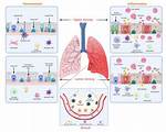 Unraveling the Interplay: How the Respiratory and Circulatory Systems Work Together