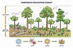 Unveiling the Changing Canvas of Temperate Deciduous Forests: Exploring Seasonal Shifts