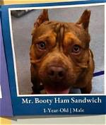 Unveiling the Enigma of "Mr. Booty Ham Sandwich Dog": Discoveries and Insights Within