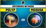 Unveiling the Key Differences Between Polyps and Nodules: a Comprehensive Guide