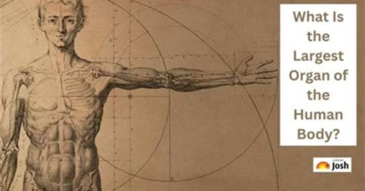 Unveiling the Largest Organ: Discover the Vital Role of Your Skin