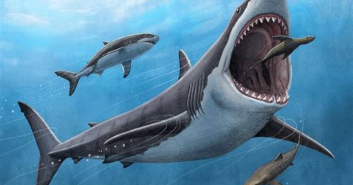 Unveiling the Megalodon's Enigma: Groundbreaking Discovery in 2024
