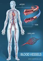 Veins: the Vital Vessels That Carry Blood Away from the Heart