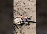 Was Melissa Crabtree Scarf and Guitar Found? Case Details and Bio