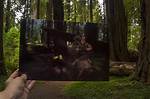 Was Star Wars Filmed in Muir Woods