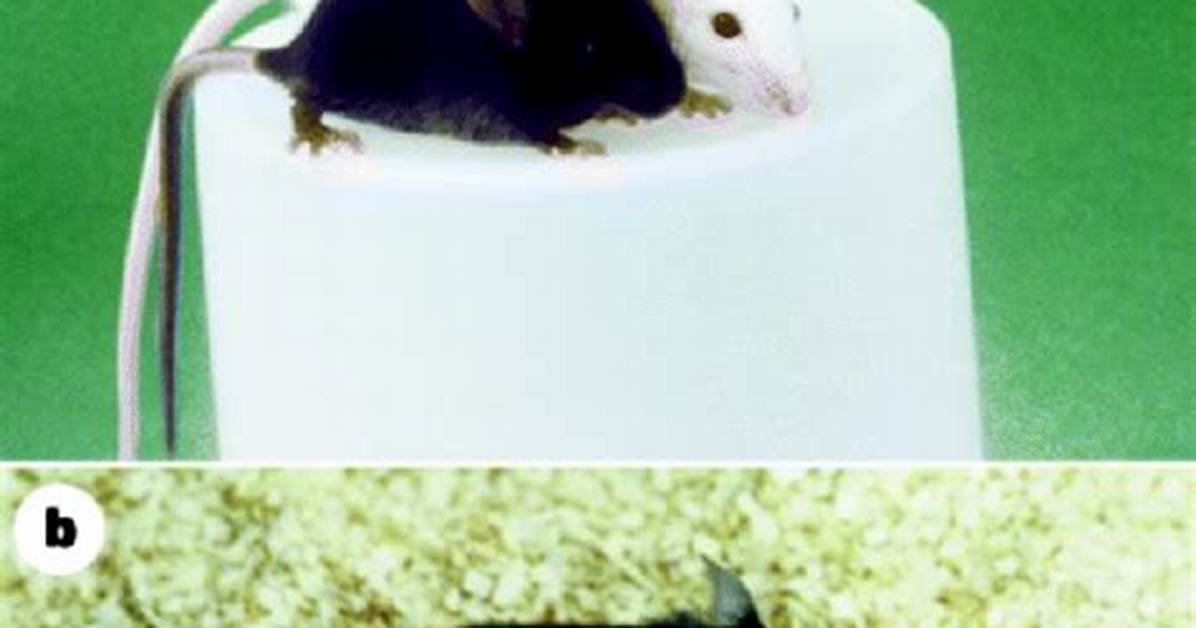 What Color Is the Cloned Mouse Mimi?