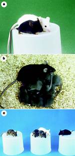 What Color Is the Cloned Mouse Mimi?