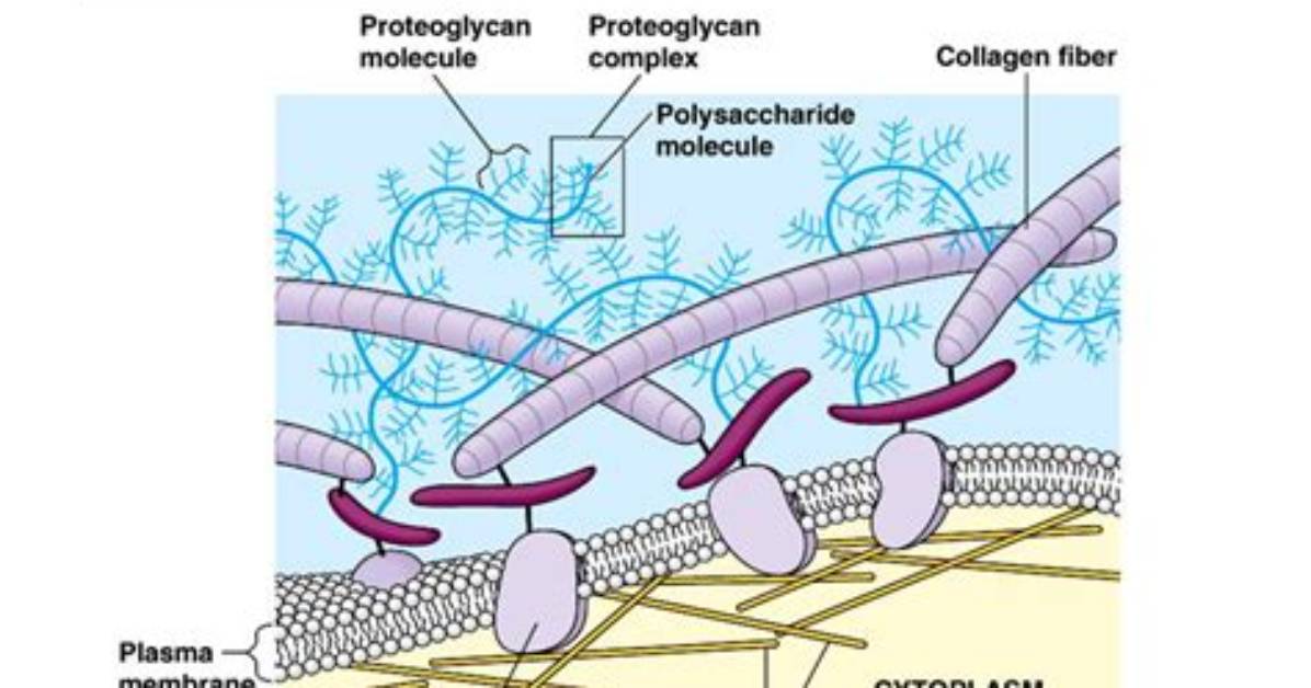 What Is the Matrix Composed of in Elastic Cartilage