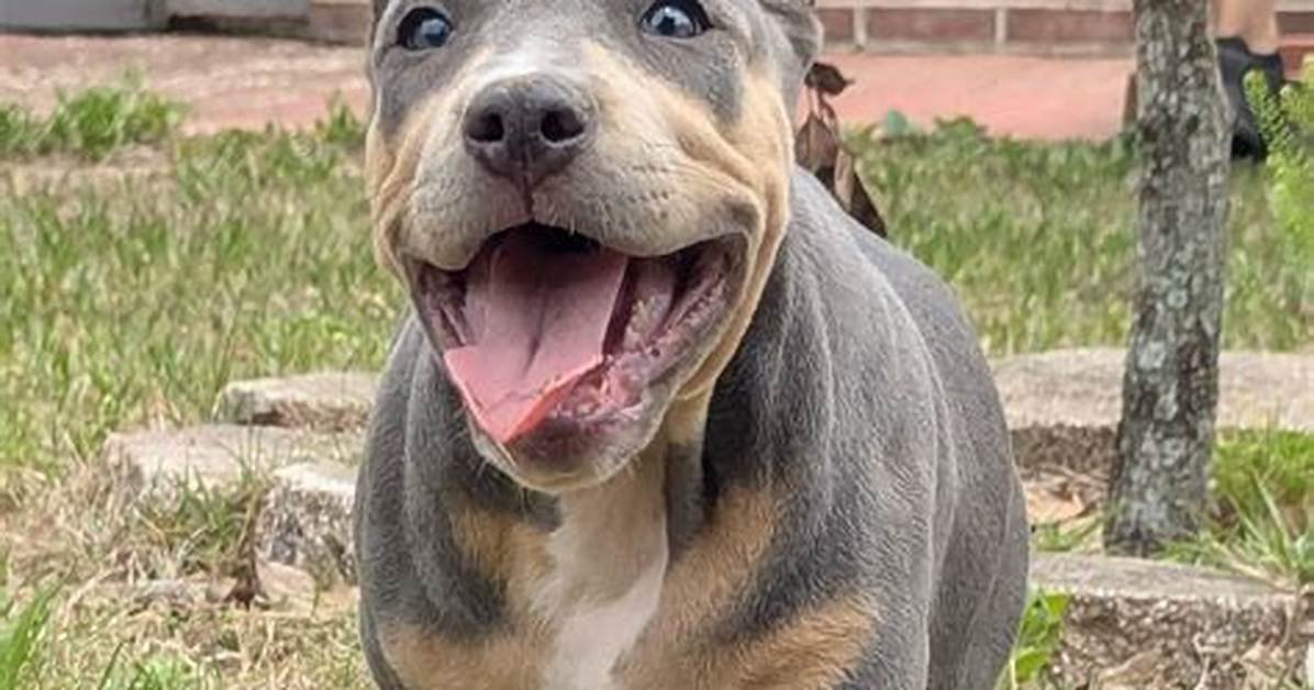 Where to Buy Your Bully Video: the Ultimate Guide