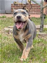 Where to Buy Your Bully Video: the Ultimate Guide