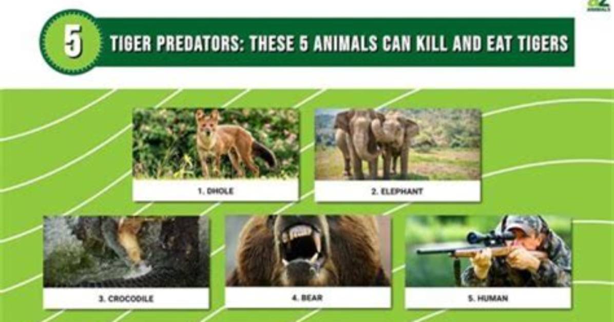 Which Animal Hunts Humans: a Guide to Predators That Attack People