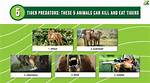Which Animal Hunts Humans: a Guide to Predators That Attack People