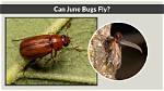 Why Can't June Bugs Fly Right? Celebrity ·