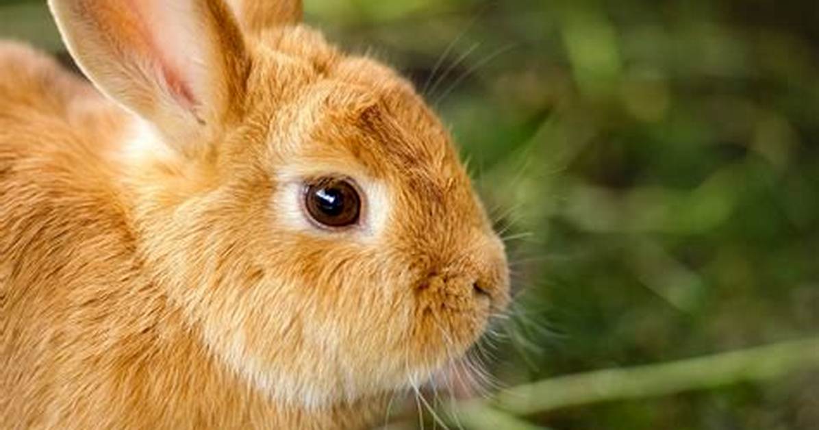 Why Rabbits Are Physically Unable to Vomit