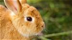 Why Rabbits Are Physically Unable to Vomit