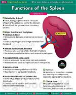 Your Guide to Understanding the Spleen: the Lower Left Back Organ