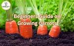 Zelina Veg: the Ultimate Guide to Growing and Using This Versatile Plant